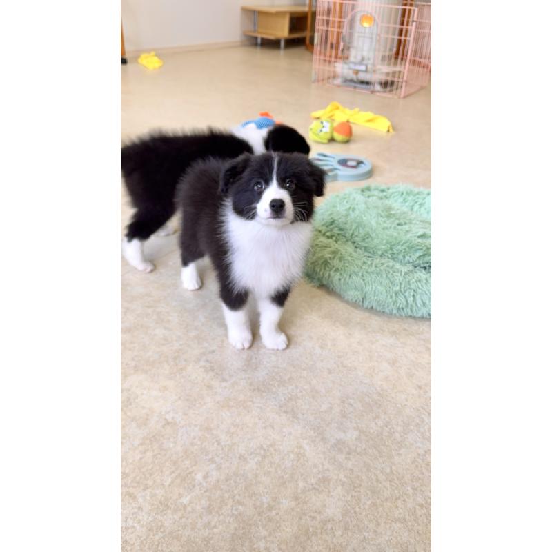 成約済の岐阜県のボーダーコリー-429853の3枚目