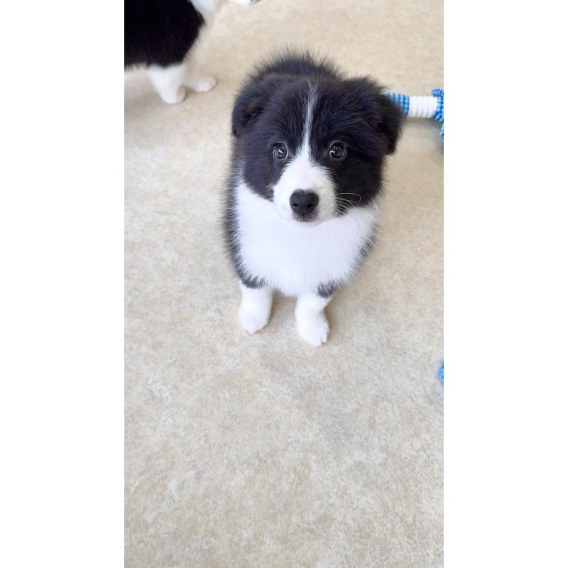 成約済の岐阜県のボーダーコリー-429853の2枚目