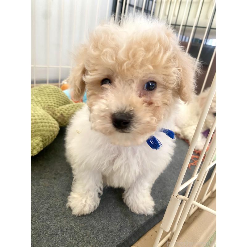 販売中の東京都のビションプー:ビションフリーゼ×トイプードル-430970