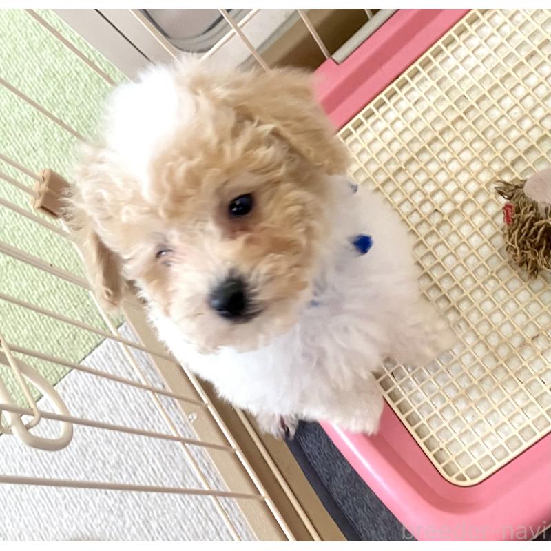 商談中の東京都のビションプー:ビションフリーゼ×トイプードル-430970の15枚目