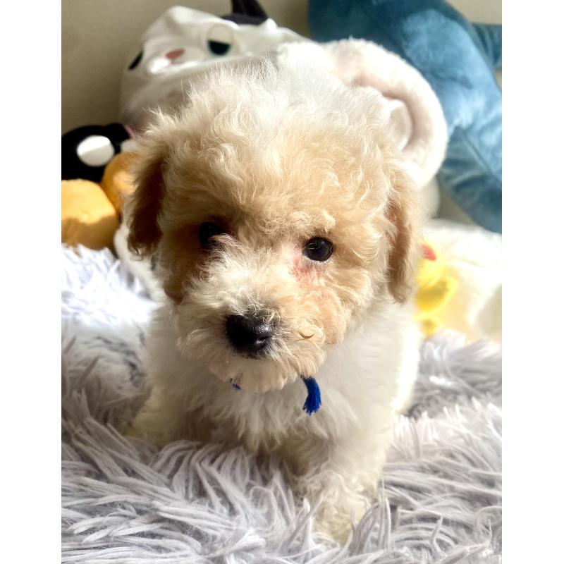 商談中の東京都のビションプー:ビションフリーゼ×トイプードル-430970の14枚目