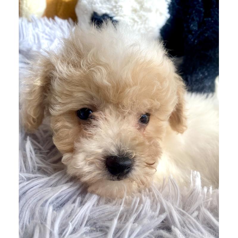 商談中の東京都のビションプー:ビションフリーゼ×トイプードル-430970の13枚目