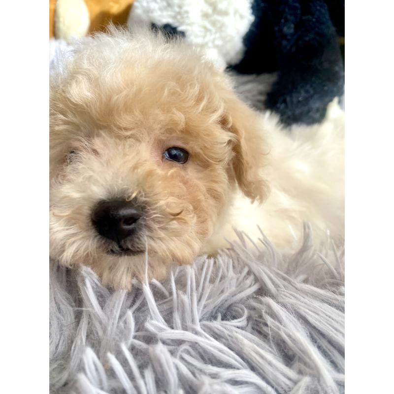 商談中の東京都のビションプー:ビションフリーゼ×トイプードル-430970の11枚目