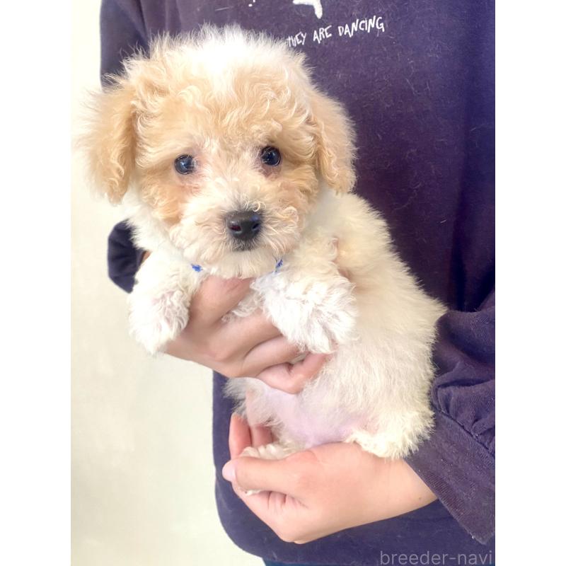 商談中の東京都のビションプー:ビションフリーゼ×トイプードル-430970の10枚目