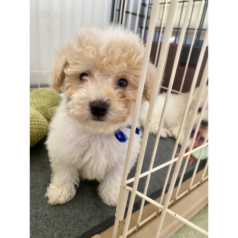 商談中の東京都のビションプー:ビションフリーゼ×トイプードル-430970の9枚目