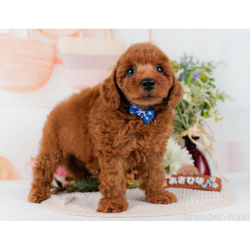 販売中の静岡県のトイプードル-436965の14枚目