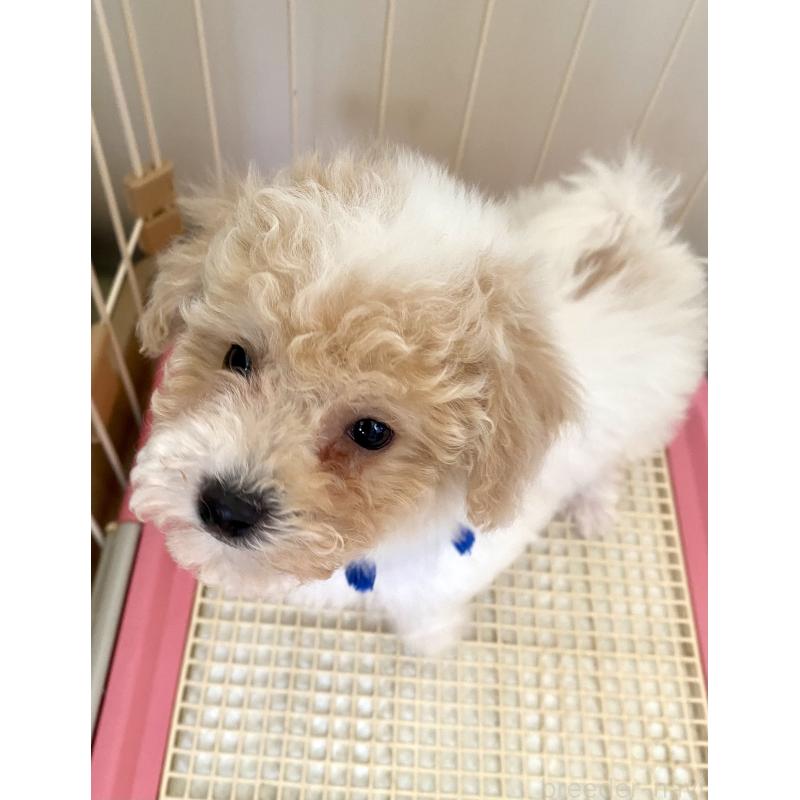 商談中の東京都のビションプー:ビションフリーゼ×トイプードル-430970の8枚目