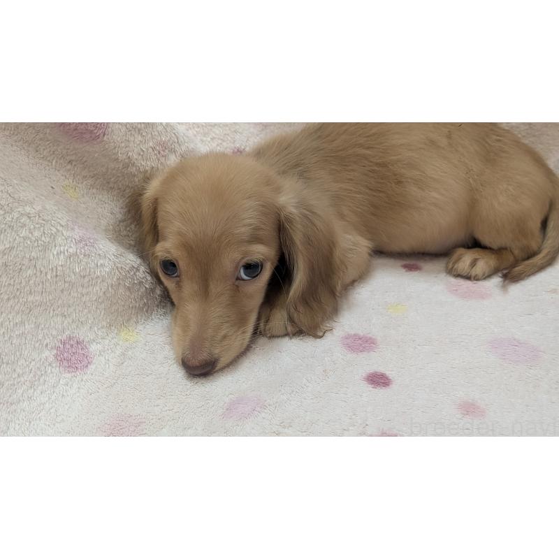 販売中の熊本県のミニチュアダックスフンド(ロングヘアード)-436967の6枚目