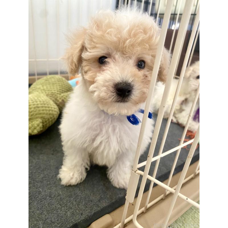 商談中の東京都のビションプー:ビションフリーゼ×トイプードル-430970の7枚目