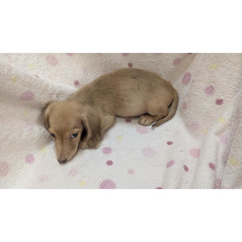 販売中の熊本県のミニチュアダックスフンド(ロングヘアード)-436967の5枚目