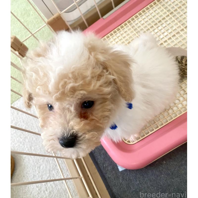 商談中の東京都のビションプー:ビションフリーゼ×トイプードル-430970の6枚目