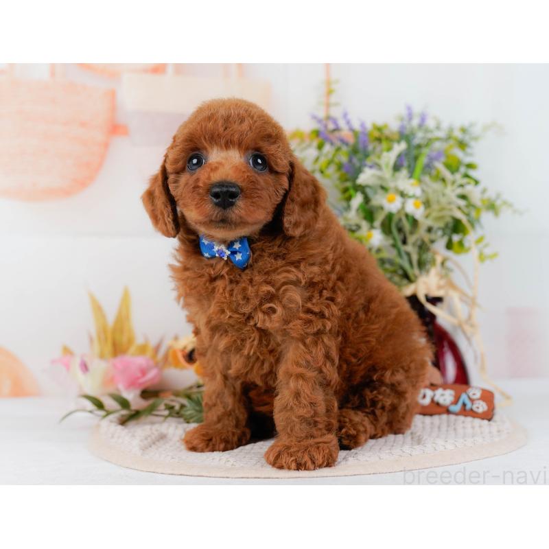 販売中の静岡県のトイプードル-436965の12枚目