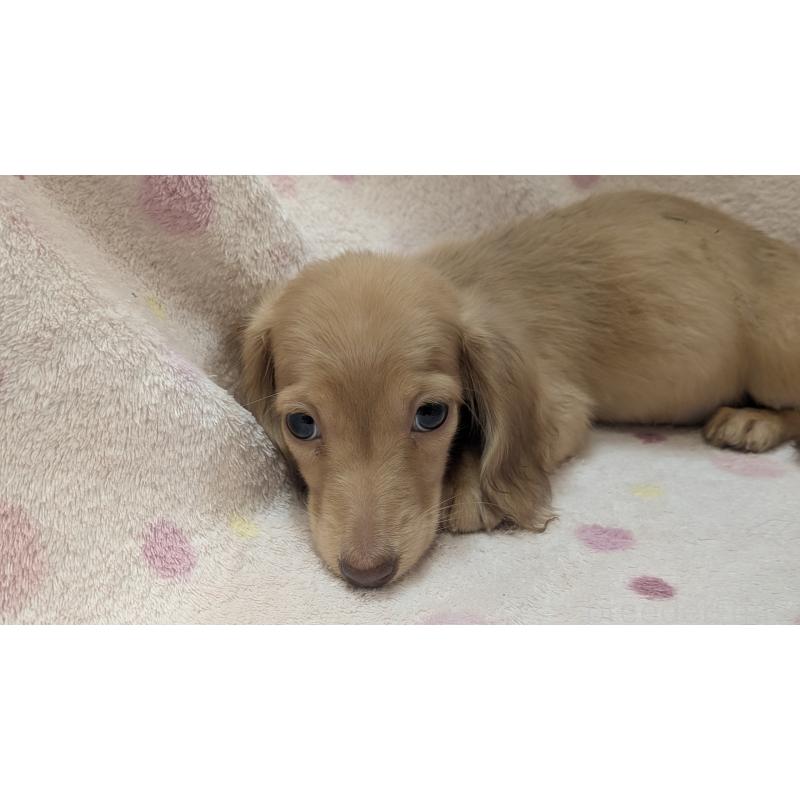 販売中の熊本県のミニチュアダックスフンド(ロングヘアード)-436967の4枚目