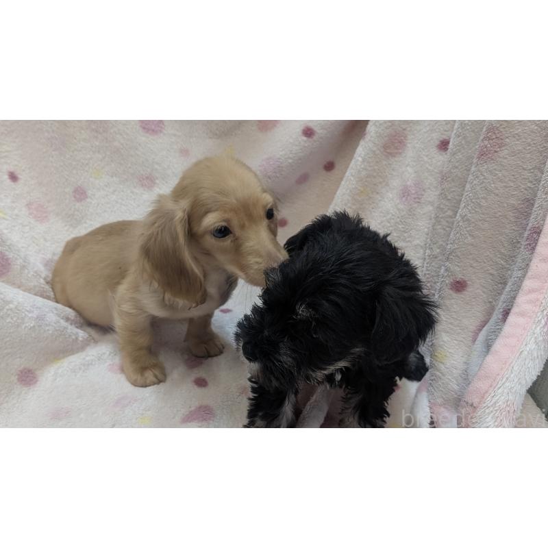 販売中の熊本県のミニチュアダックスフンド(ロングヘアード)-436967の3枚目