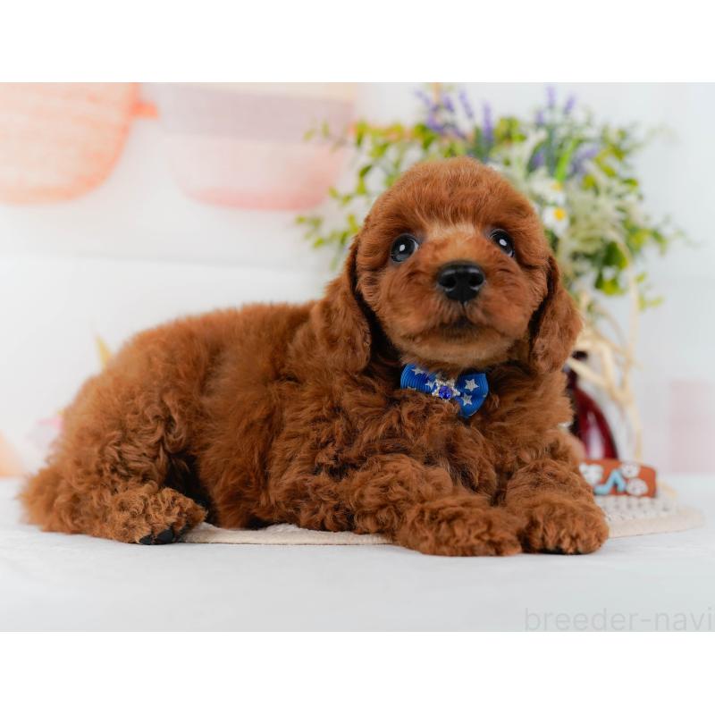 販売中の静岡県のトイプードル-436965の10枚目