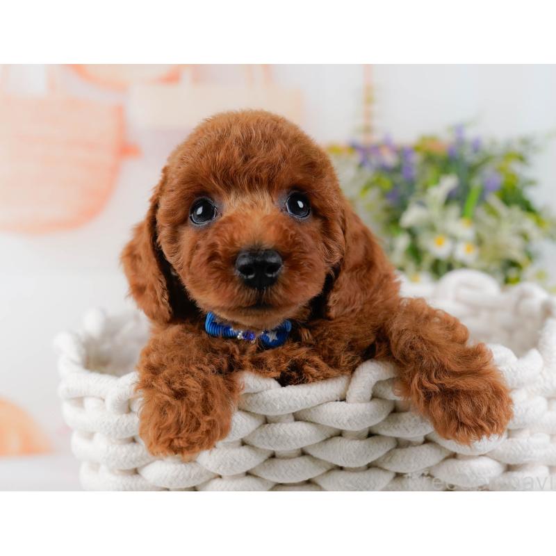 販売中の静岡県のトイプードル-436965の9枚目