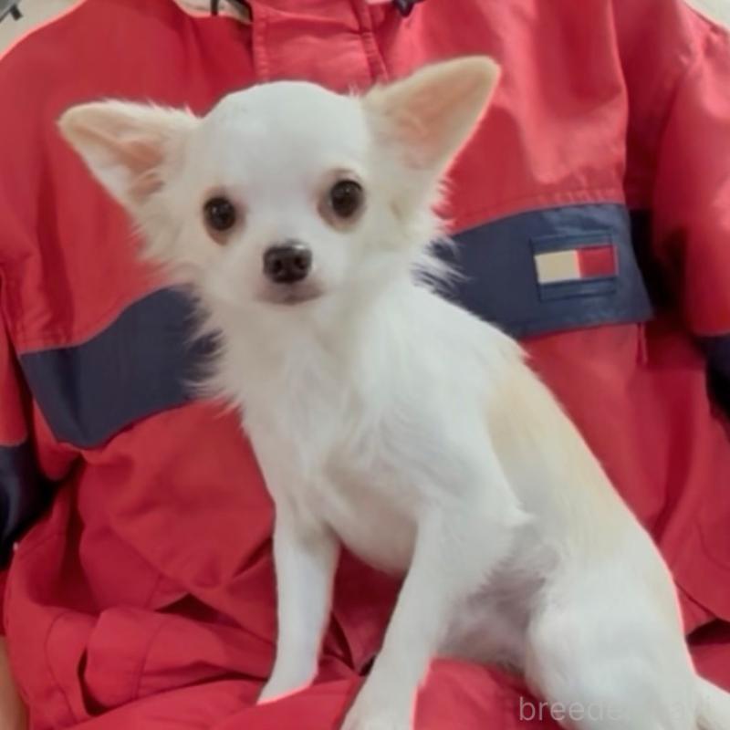 商談中の山口県のチワワ(ロングコート)-393944の3枚目