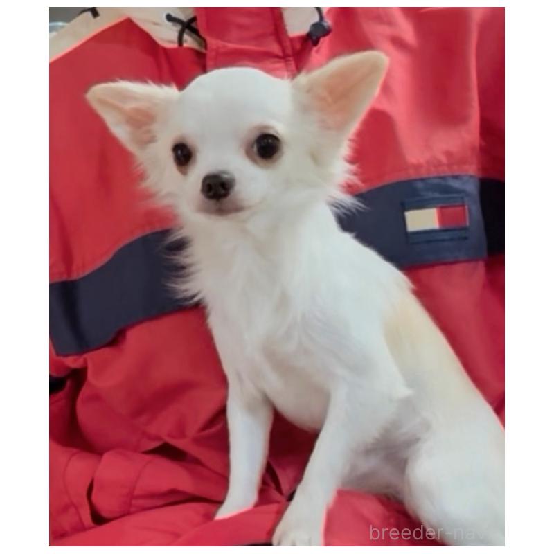 商談中の山口県のチワワ(ロングコート)-393944の2枚目