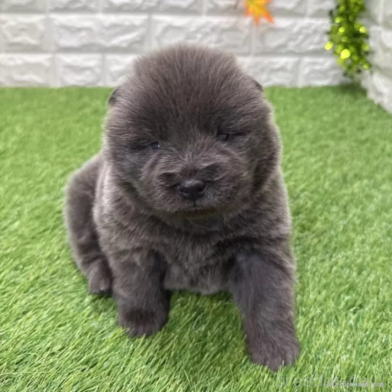 販売中の愛知県のチャウチャウ-436966