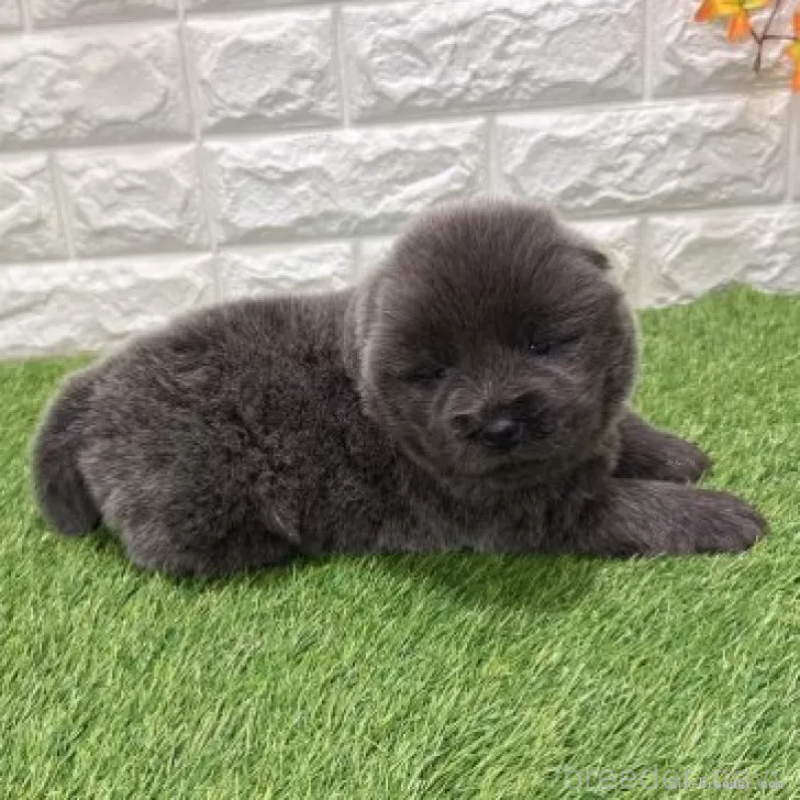 販売中の愛知県のチャウチャウ-436966の5枚目