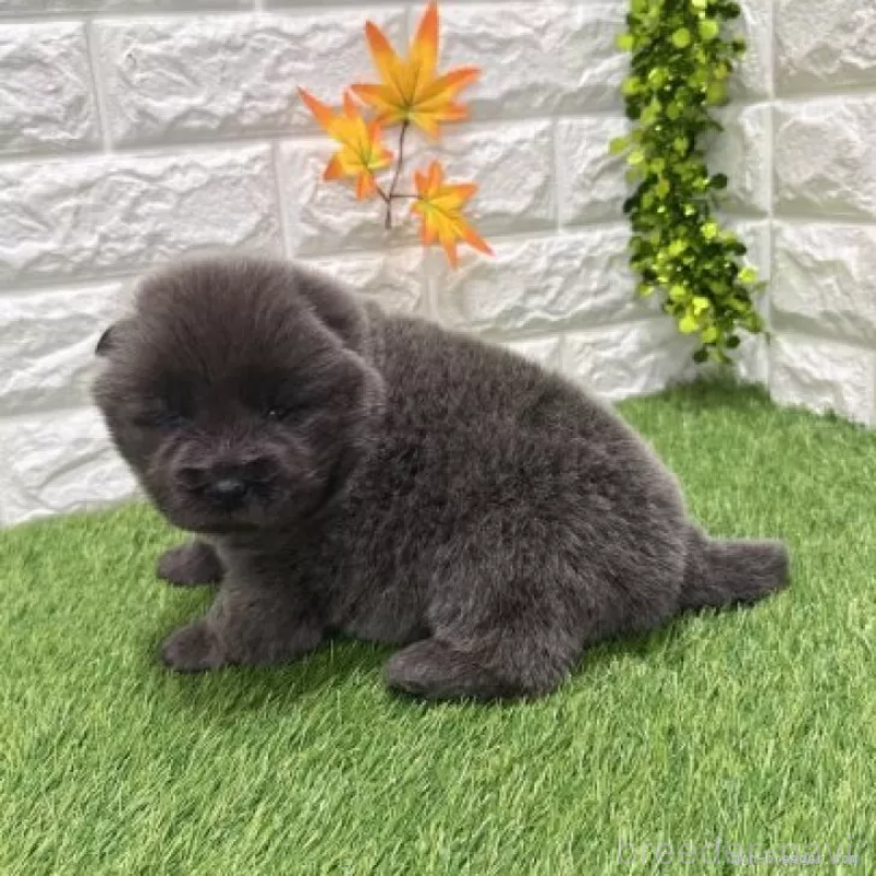 販売中の愛知県のチャウチャウ-436966の4枚目