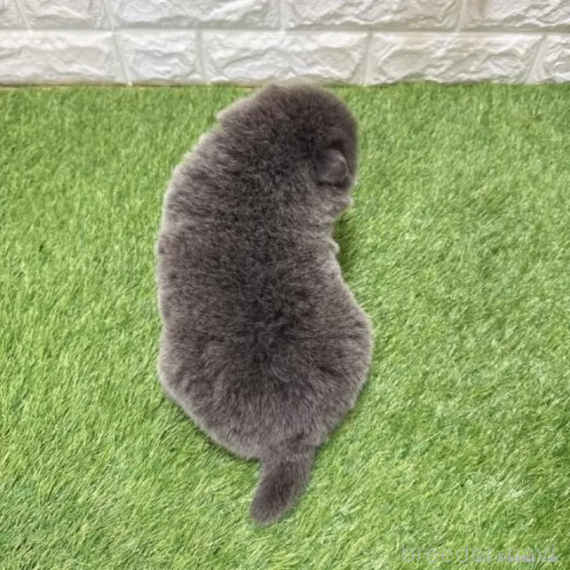 販売中の愛知県のチャウチャウ-436966の2枚目