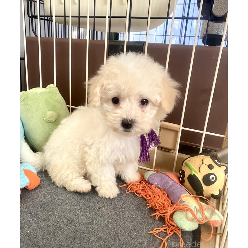 販売中の東京都のビションプー:ビションフリーゼ×トイプードル-430971