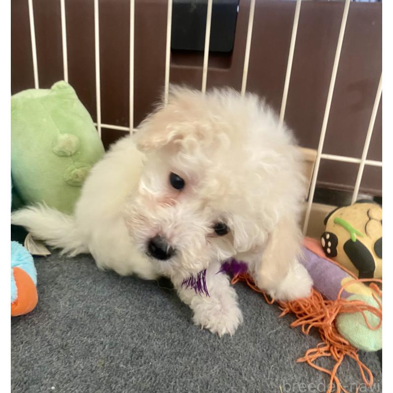 商談中の東京都のビションプー:ビションフリーゼ×トイプードル-430971の18枚目