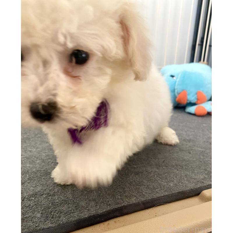 商談中の東京都のビションプー:ビションフリーゼ×トイプードル-430971の17枚目