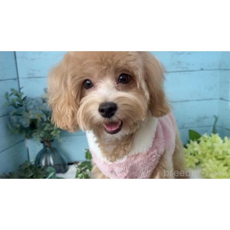 販売中の埼玉県のマルプー:マルチーズ×トイプードル-401820の10枚目