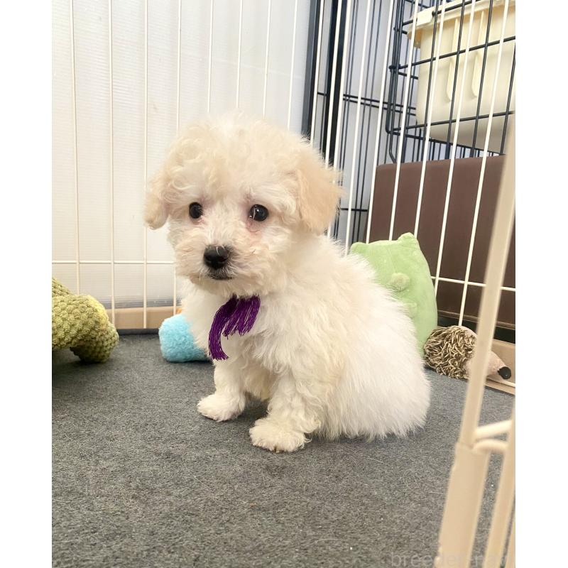 商談中の東京都のビションプー:ビションフリーゼ×トイプードル-430971の16枚目