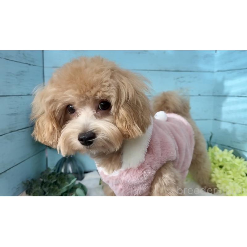 販売中の埼玉県のマルプー:マルチーズ×トイプードル-401820の9枚目