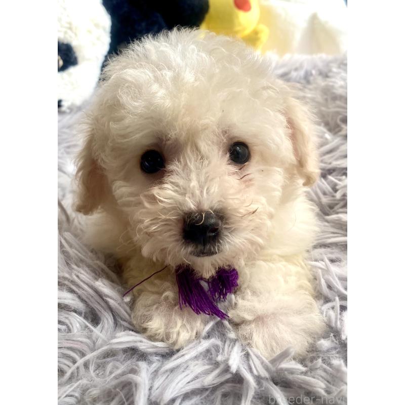 商談中の東京都のビションプー:ビションフリーゼ×トイプードル-430971の15枚目