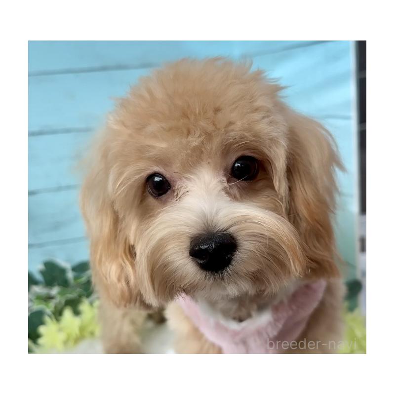 販売中の埼玉県のマルプー:マルチーズ×トイプードル-401820