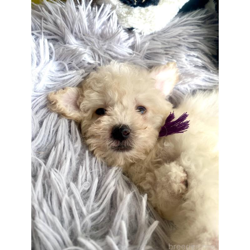 商談中の東京都のビションプー:ビションフリーゼ×トイプードル-430971の14枚目