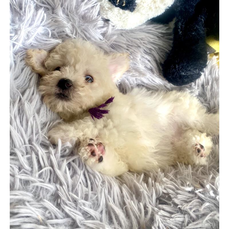 商談中の東京都のビションプー:ビションフリーゼ×トイプードル-430971の13枚目