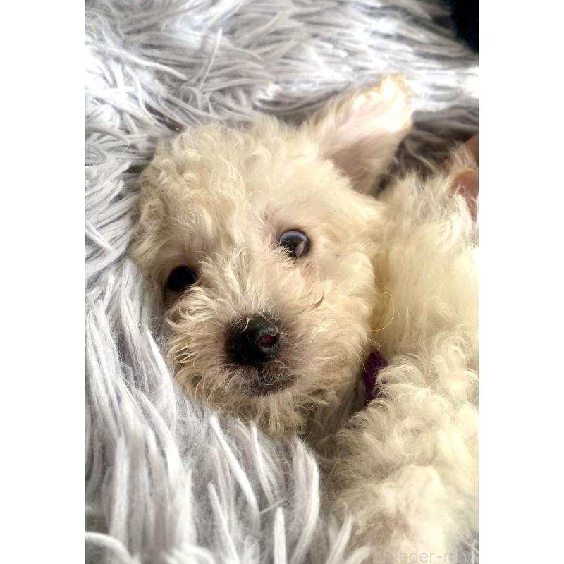 商談中の東京都のビションプー:ビションフリーゼ×トイプードル-430971の12枚目