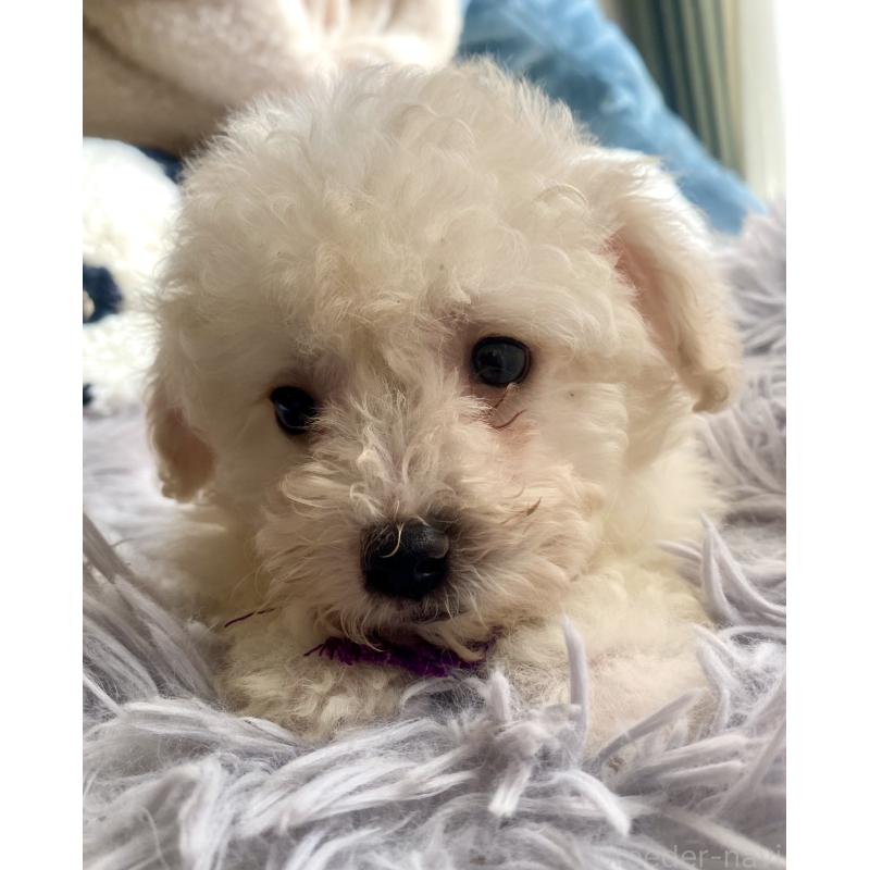 商談中の東京都のビションプー:ビションフリーゼ×トイプードル-430971の11枚目