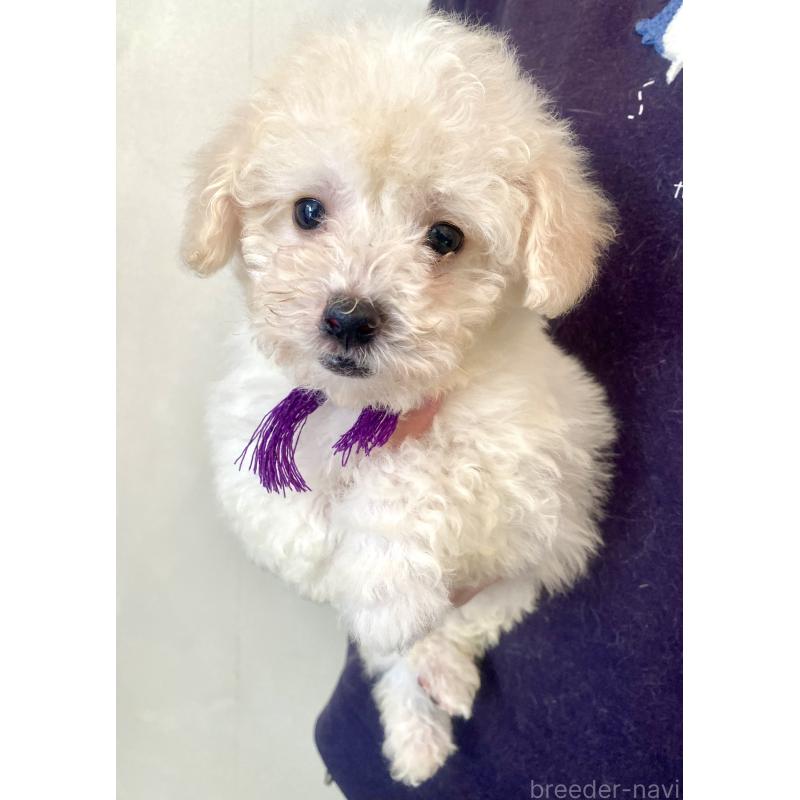 商談中の東京都のビションプー:ビションフリーゼ×トイプードル-430971の10枚目