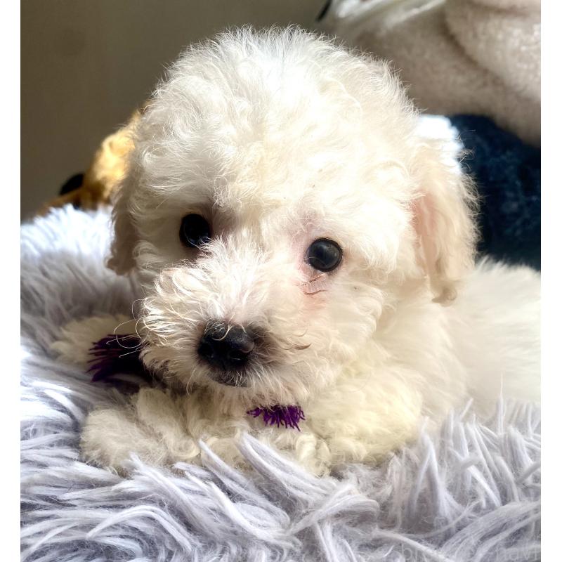 商談中の東京都のビションプー:ビションフリーゼ×トイプードル-430971の9枚目