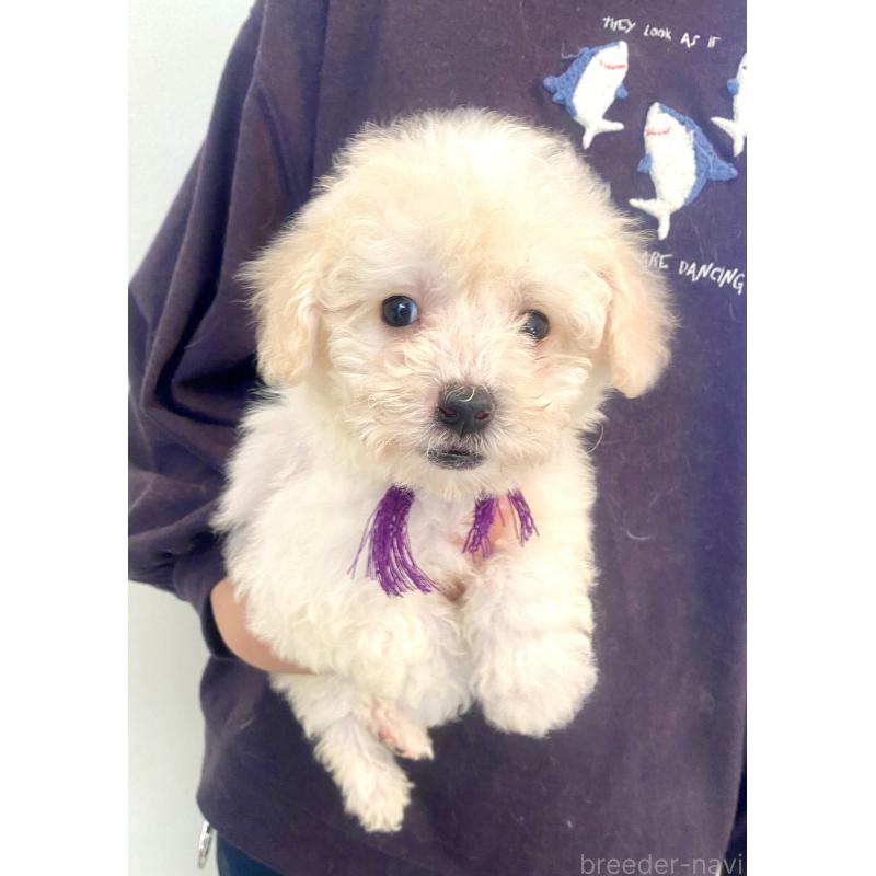 商談中の東京都のビションプー:ビションフリーゼ×トイプードル-430971の8枚目