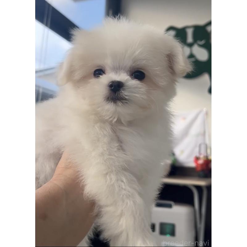 成約済の福岡県のポメマル:ポメラニアン×マルチーズ-432566の3枚目