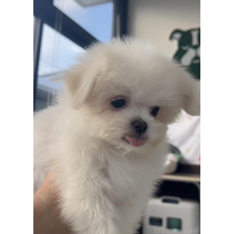 成約済の福岡県のポメマル:ポメラニアン×マルチーズ-432566の2枚目