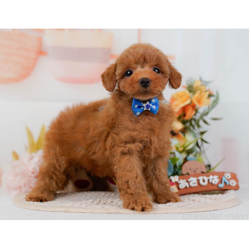 販売中の静岡県のタイニープードル-436968の14枚目