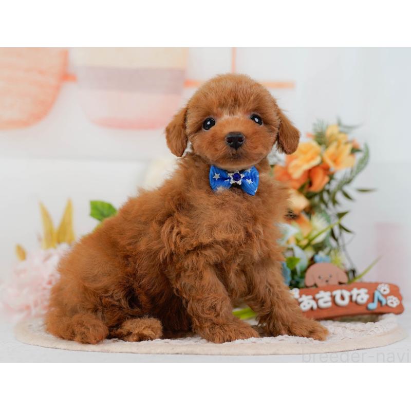 販売中の静岡県のタイニープードル-436968の13枚目