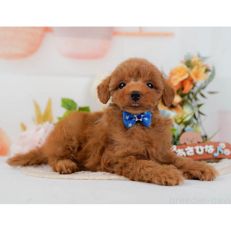 販売中の静岡県のタイニープードル-436968の12枚目