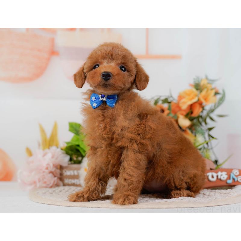 販売中の静岡県のタイニープードル-436968の11枚目