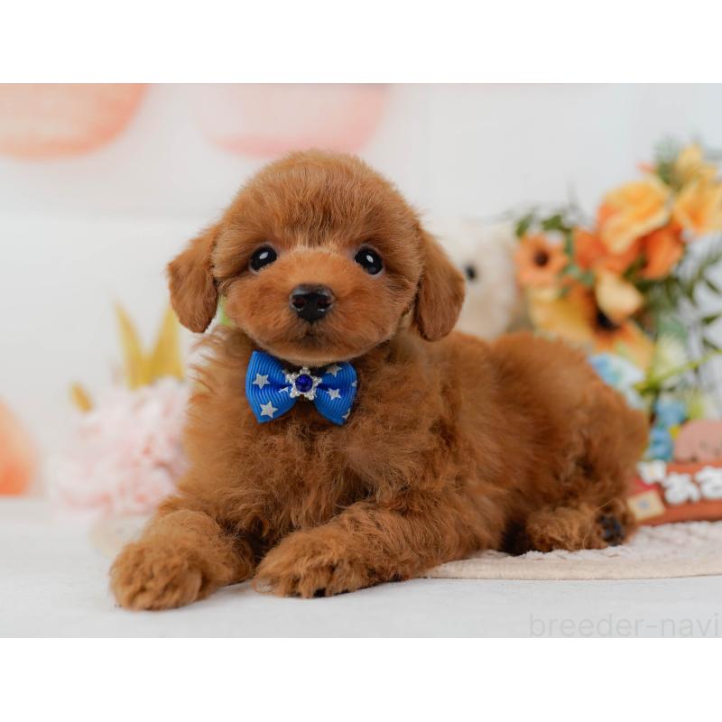 販売中の静岡県のタイニープードル-436968の10枚目