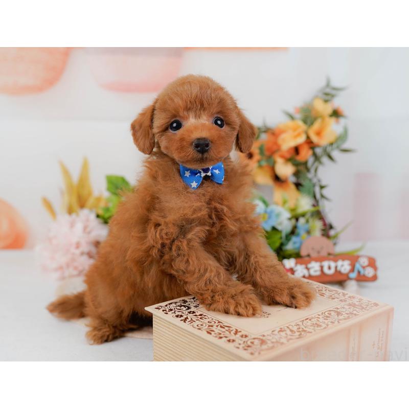 販売中の静岡県のタイニープードル-436968の9枚目