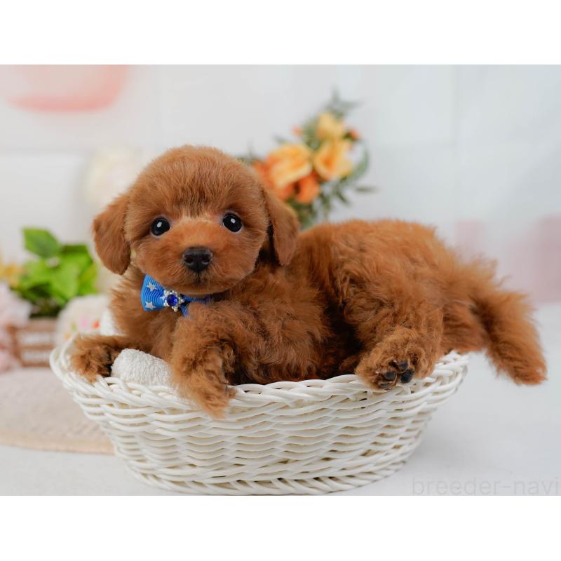 販売中の静岡県のタイニープードル-436968の8枚目